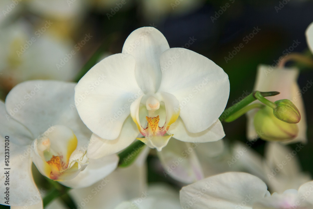 pale white Vanda orchid on a blue background is a popular export economy flower worldwide such as the United States and Europe. Planted to decorate the garden to be beautiful. pale white Vanda orchid on a blue background is a popular export economy flower worldwide such as the United States and Europe. Planted to decorate the garden to be beautiful.