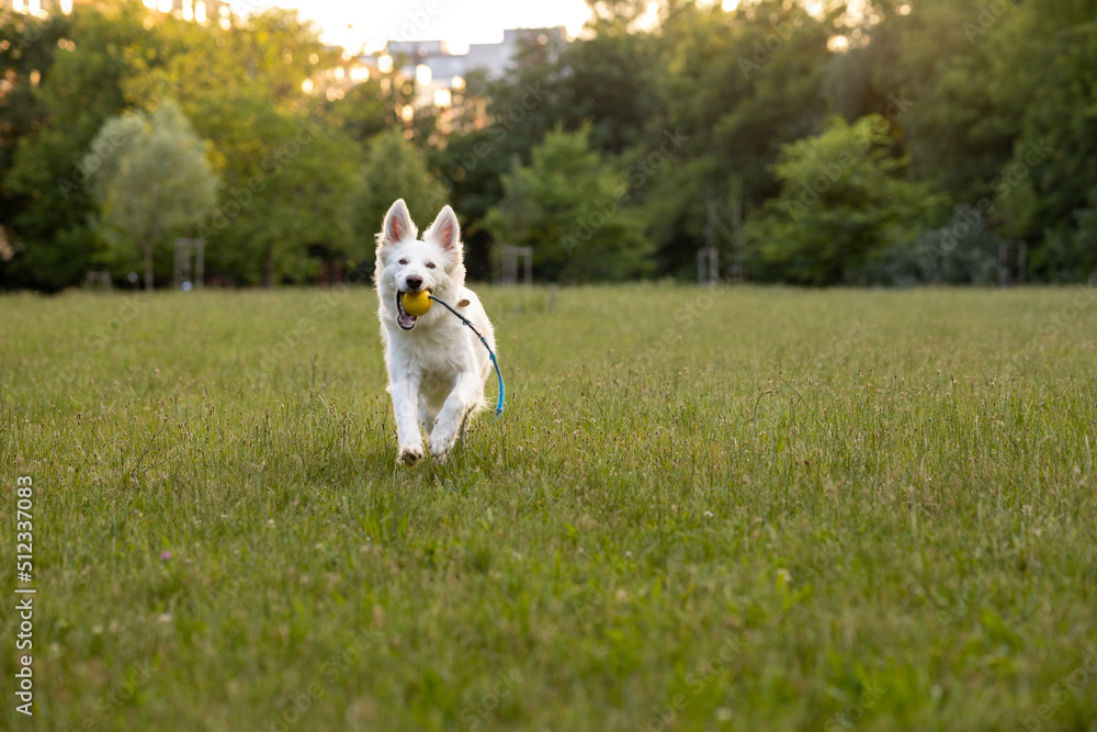white Swiss shepherd dog playing with the ball in a park white Swiss shepherd dog playing with the ball in a park