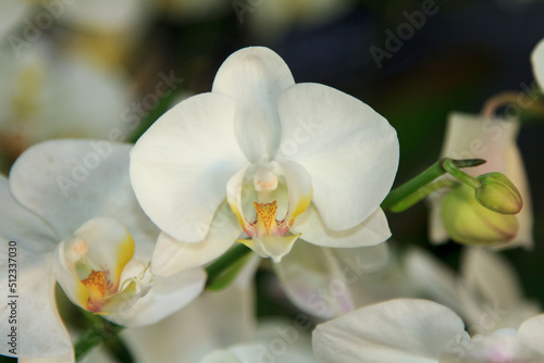 pale white Vanda orchid on a blue background is a popular export economy flower worldwide such as the United States and Europe. Planted to decorate the garden to be beautiful.