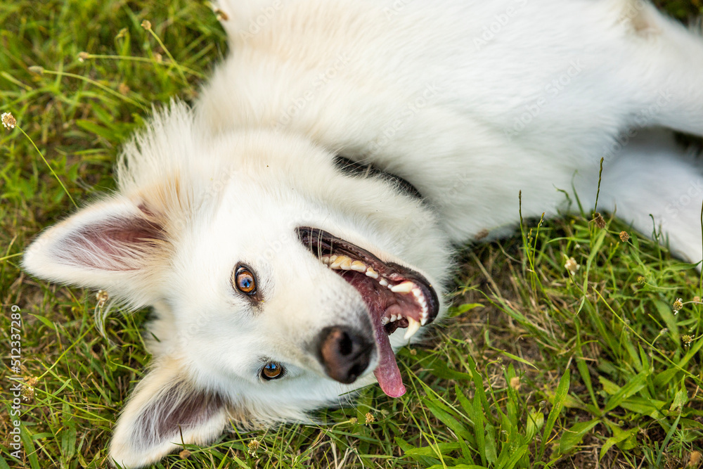 white Swiss shepherd poses in a grass in the summer