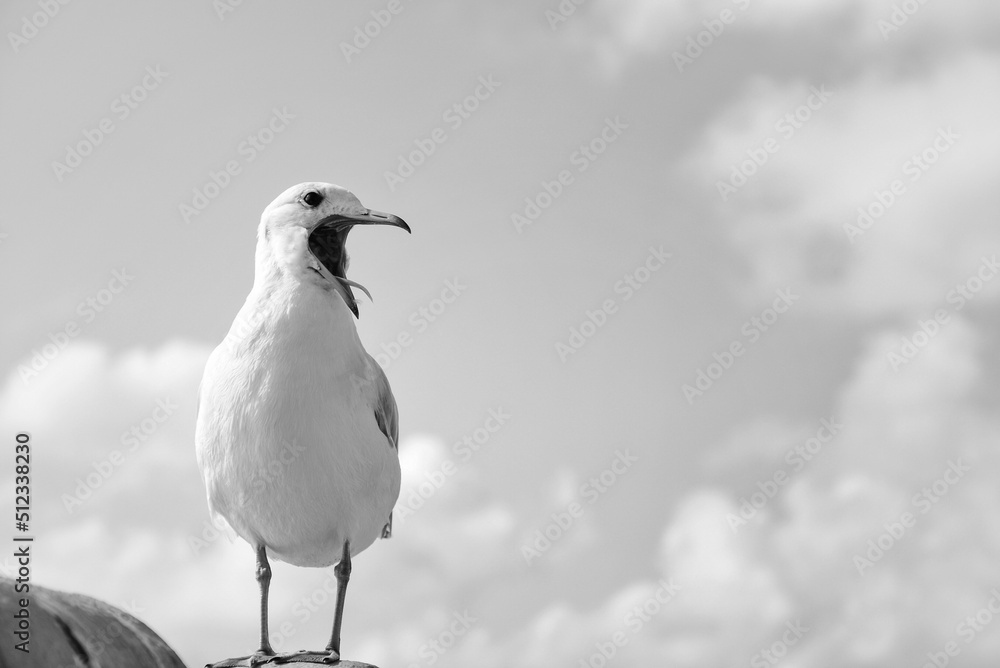 black headed gull black headed gull