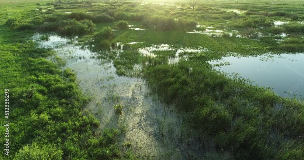 Flight among midges and mosquitoes over a swamp before sunset on a summer evening Flight among midges and mosquitoes over a swamp before sunset on a summer evening