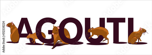 Text Agouti - South American rodent, in different poses. Vector illustration in cartoon style isolated on white background.