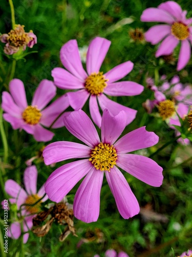 pink flowers in the garden with clear detail and pattern