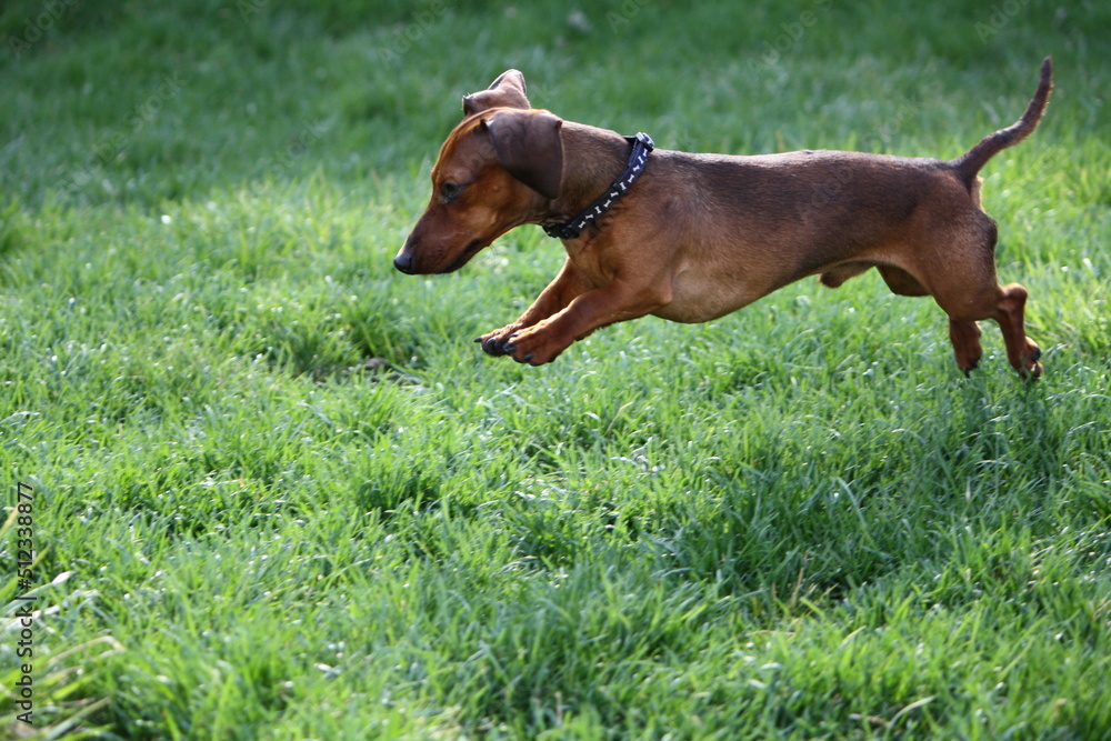 Jumping Dachshund