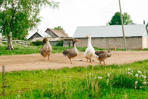 Foto Geese are white, gray in the house, household