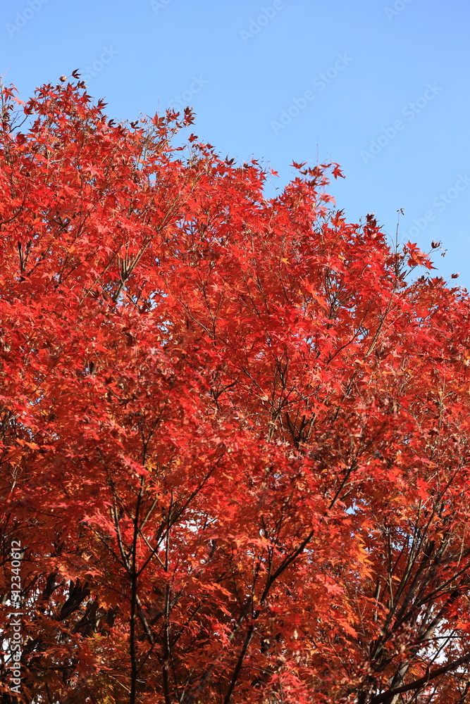 red autumn leaves red autumn leaves