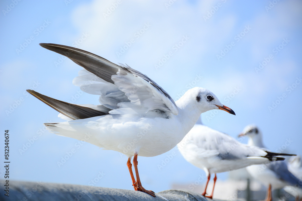 Fototapeta premium seagull in flight