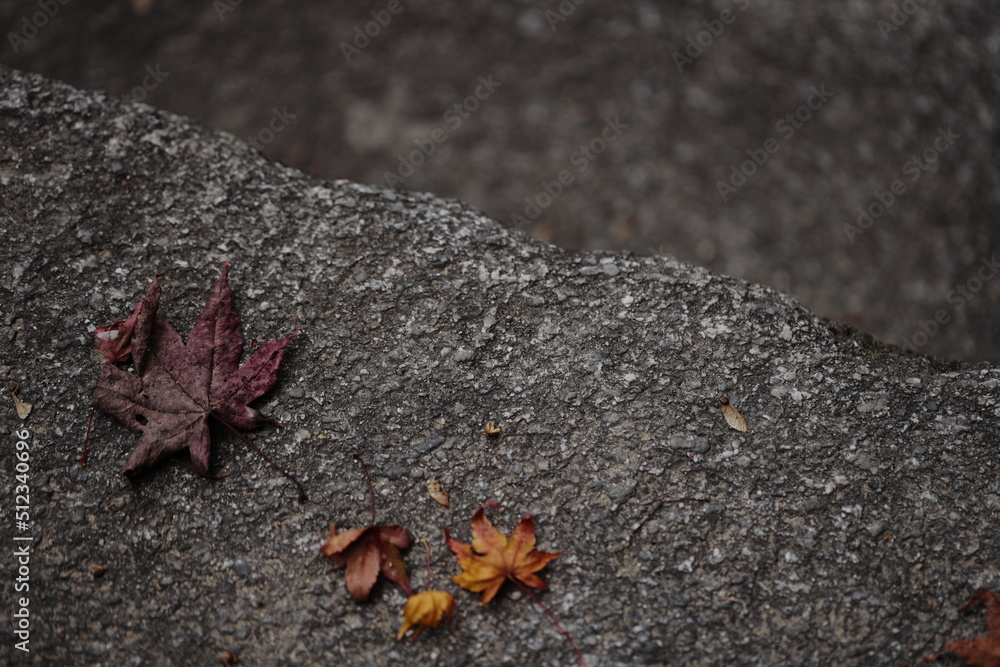 autumn leaves on the ground