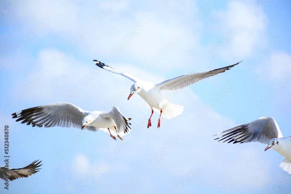 Obraz premium seagull in flight