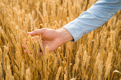 Farmer is holding wheat in his hands. 