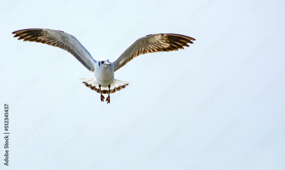 Obraz premium seagull in flight