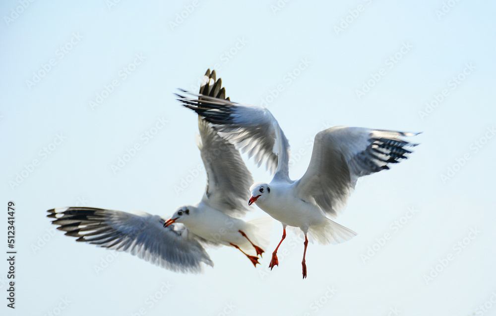 Obraz premium bird in flight