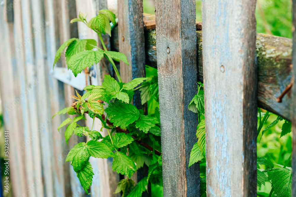 Fototapeta premium Wooden fence. An old wooden fence. The background of a wooden fence and