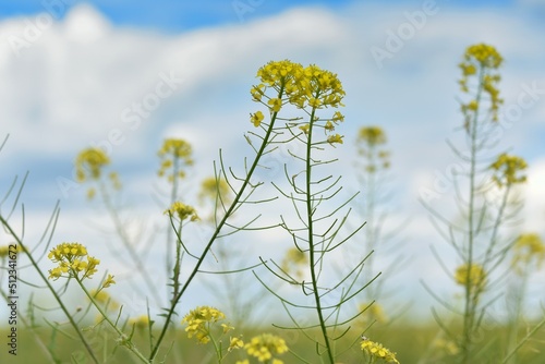 yellow colza flowers against the blue sky. copy space. fodder agriculture