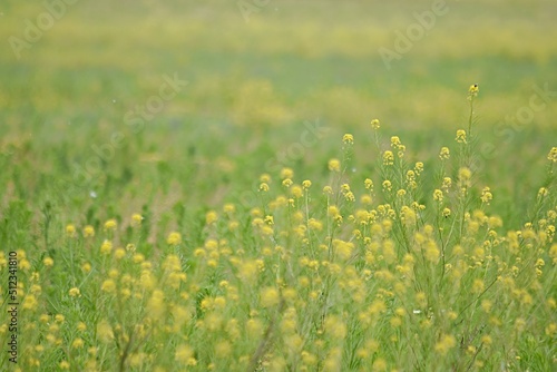 yellow flowers of colza on a green background. copy space. fodder agriculture