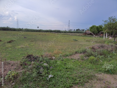 landscape in the spring