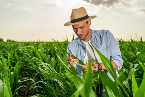 Farmer is standing in his growing corn field and examining crops .