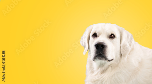 Portrait of adult golden retriever dog isolated on yellow studio background, looking at camera, panorama with free space