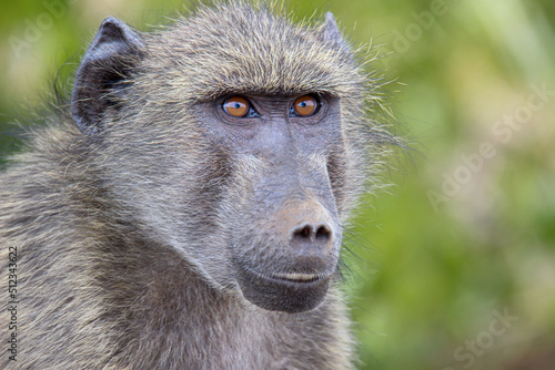 Chacma Baboon, Kruger National Park, South Africa photo