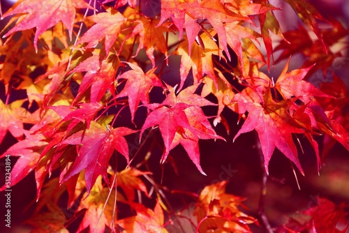 Momiji autumn - maple tree leaves. Vintage filter Japanese autumn leaves. Autumn colors.
