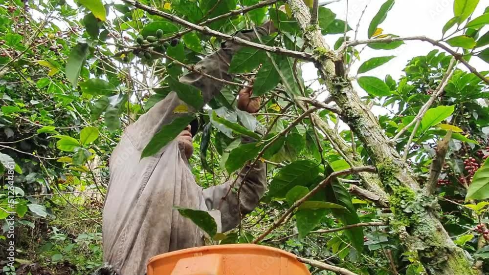 Young man working the coffee on his farm Young man working the coffee on his farm