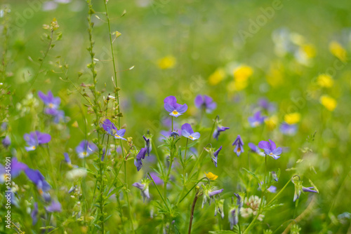 Violet flowers on mountain meadow on summer day
