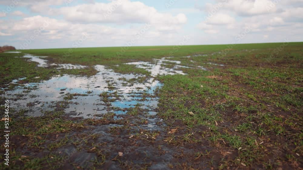 green sprouts of wheat on the field in early spring. large puddle of water after irrigation. agribusiness concept of green wheat field. plant growing of young green wheat on a water field landscape green sprouts of wheat on the field in early spring. large puddle of water after irrigation. agribusiness concept of green wheat field. plant growing of young green wheat on a water field landscape