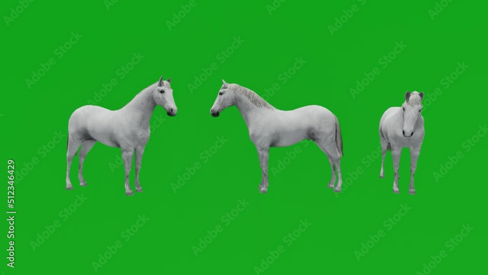 3D Beautiful white horse green screen in 2 different angles Stock Video
