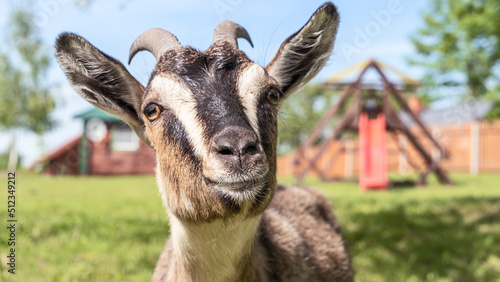 Head of a piebal horned goat in the pasture. Animal nose close-up, selective focus. Goat looking at the camera.