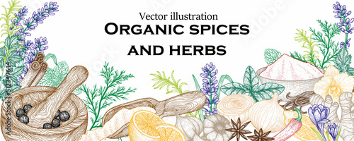 Vector banner template with spices and herbs in engraving style. Rosemary, peppercorns, curry, lavender, anise, cinnamon, onion, mint, chili pepper,  parsley, garlic, dill, ginger, saffron, basil