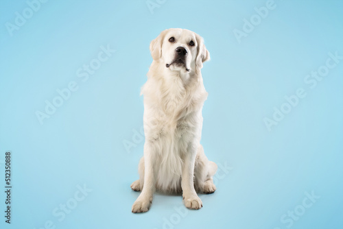 Cute labrador retriever dog sitting isolated on blue studio background, playing and looking away, copy space
