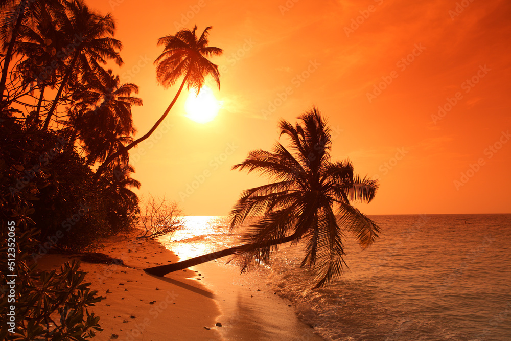 Palm on the beach at sunset, Biyadhoo island, Maldives