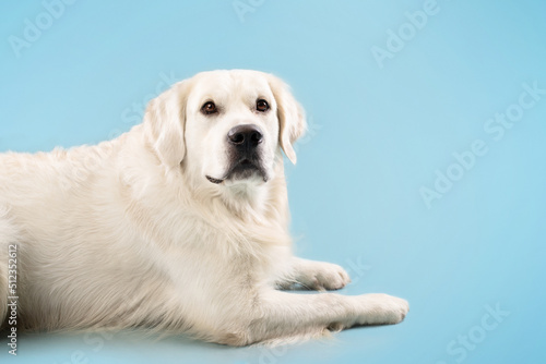 Portrait of golden retriever dog looking at camera, lying on floor, isolated on blue studio background, copy space