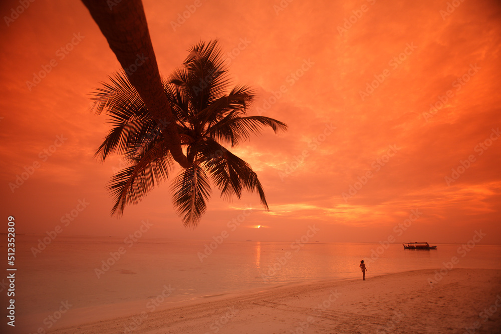 Palm tree at sunset, Biyadhoo island, Maldives