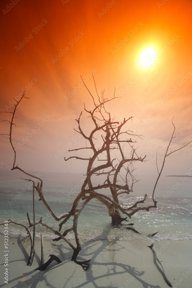 Dead tree on the beach at Biyadhoo island, Maldives Dead tree on the beach at Biyadhoo island, Maldives