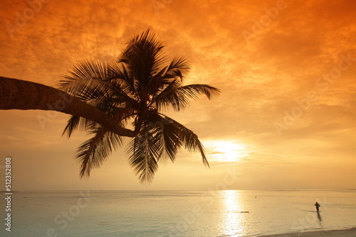 Palm tree at sunset  Biyadhoo island  Maldives