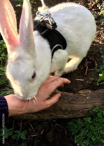 the life of the rabbit