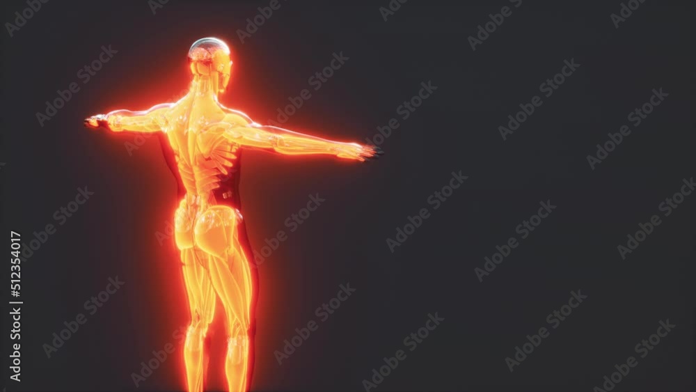 Digital illustration of muscular system Digital illustration of muscular system