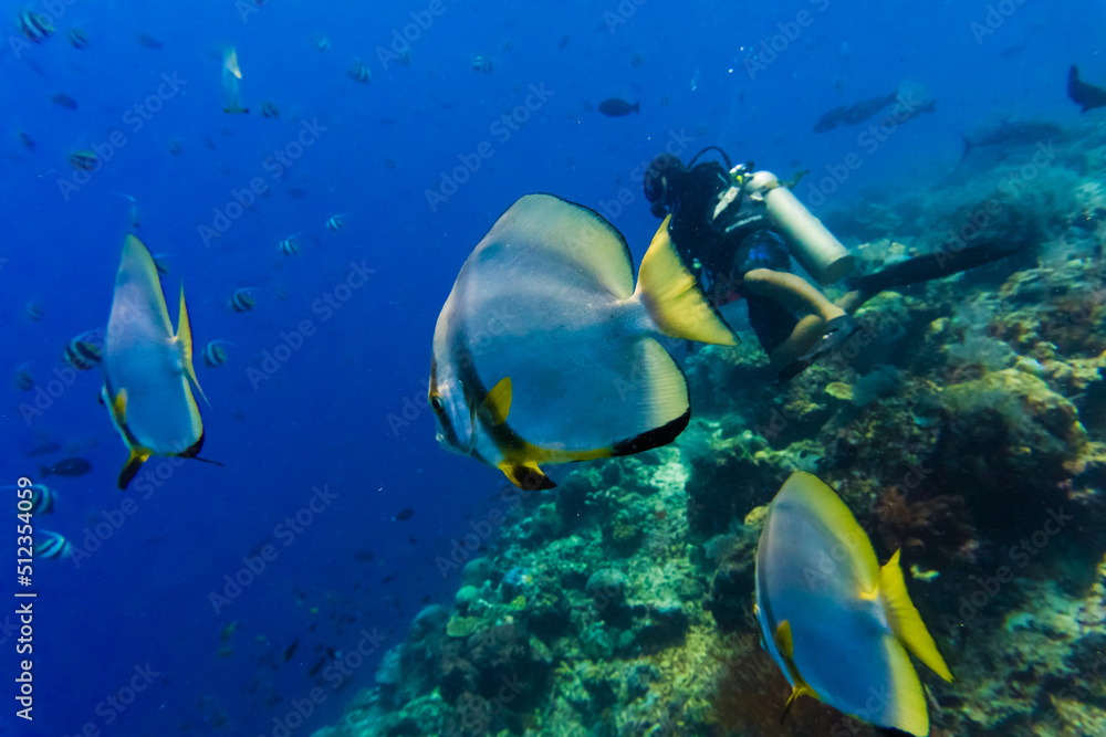 Fototapeta premium Sipadan Island Underwater Coral Fish
