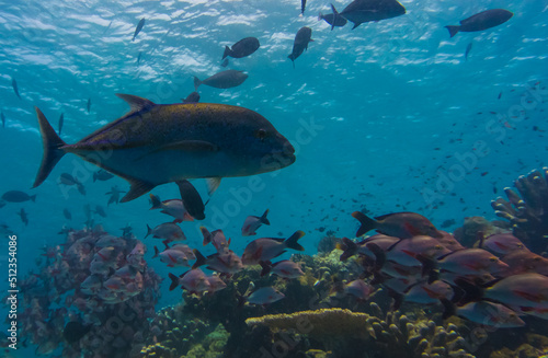Sipadan Island Underwater Coral Fish © Magnus