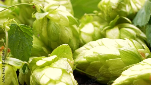 Fresh green hops detail.
