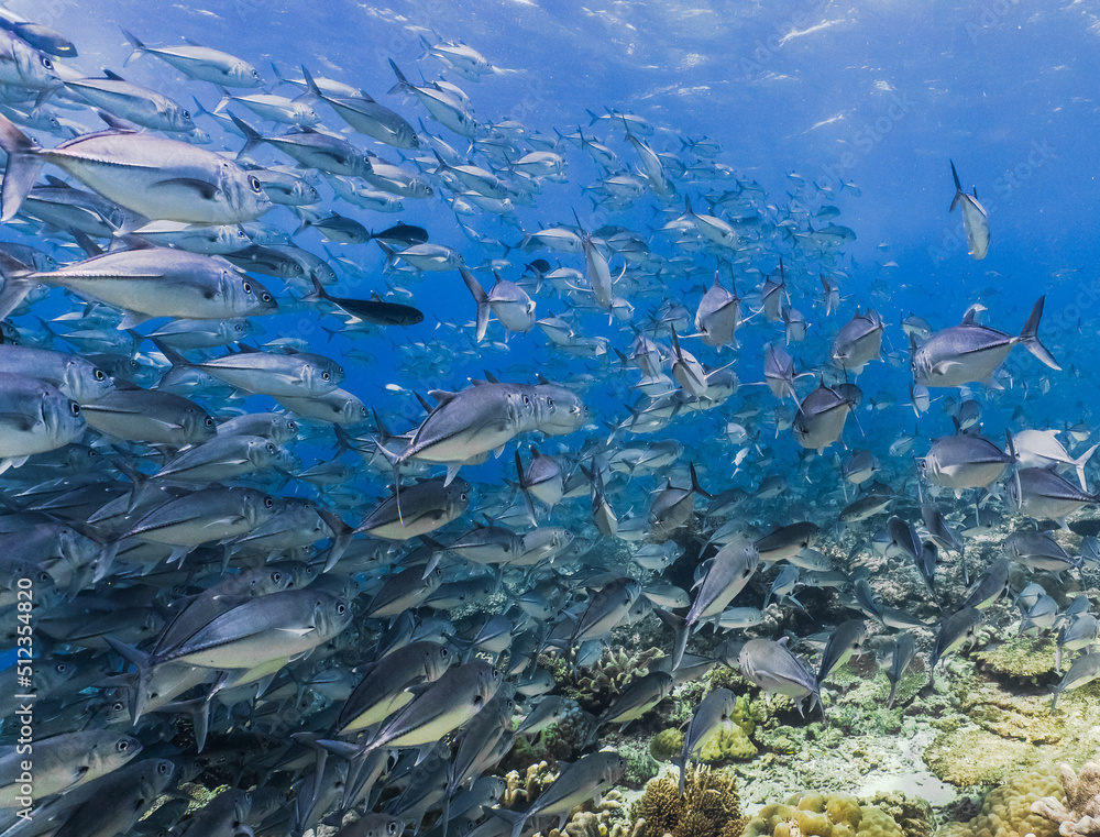 Fototapeta premium Sipadan Island Underwater Coral Fish
