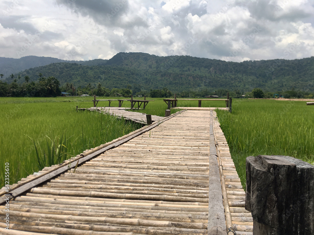 Obraz premium Viewpoint in the rice fields