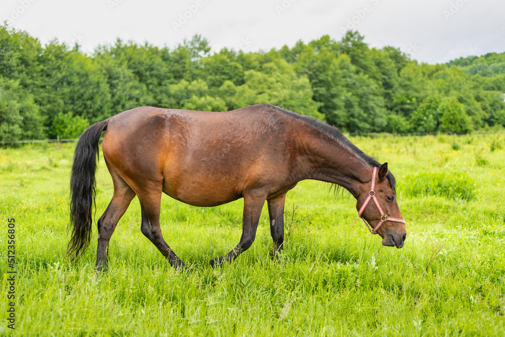 Mountain horse grazes grass on green meadow on cloudy summer day