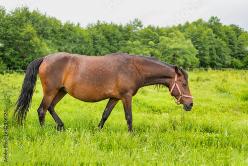 Mountain horse grazes grass on green meadow on cloudy summer day © rastkobelic