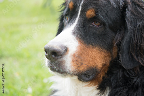 bernese mountain dog portrait close up headshot