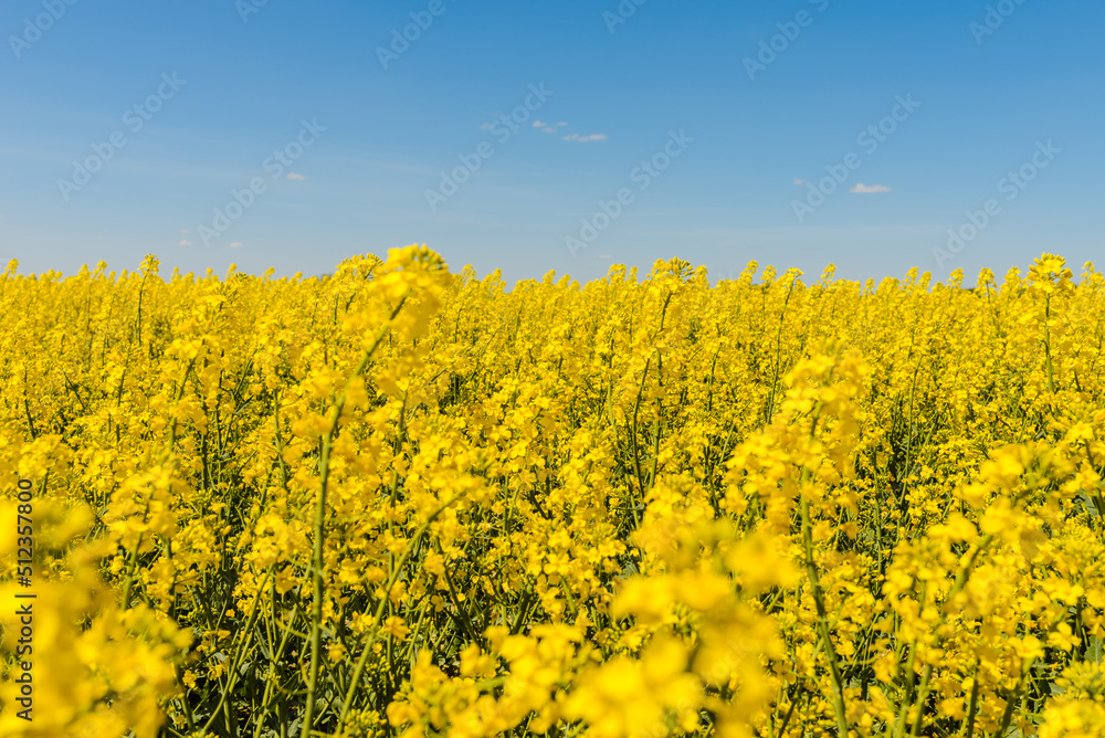 Agricultural field with rapeseed plants,blue sky. Oilseed, canola, colza. Nature background. Spring day landscape.Selective focus.