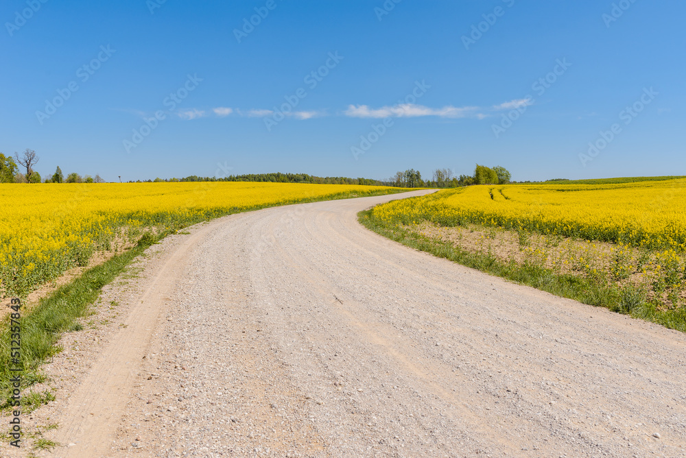 Sandy road among fields of flowering rapeseed.Long sandy road through fields and clouds in the blue sky. Sandy road among fields of flowering rapeseed.Long sandy road through fields and clouds in the blue sky.