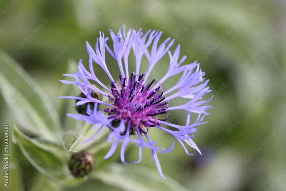 close up of Cyanus montanus, perennial cornflower close up of Cyanus montanus, perennial cornflower